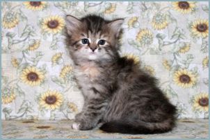 Female Siberian Kitten from Deedlebug Siberians